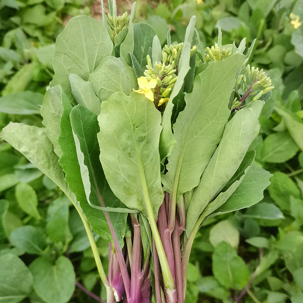 Red-Stemmed Chinese Kale Seeds, 10g