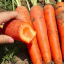 'Fengmei Xiaohongshen' Carrot Seeds, 10g