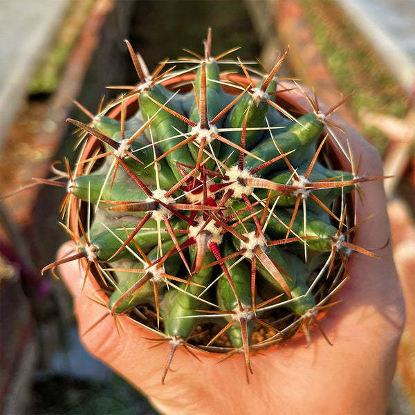 Ferocactus peninsulae, 3-4cm