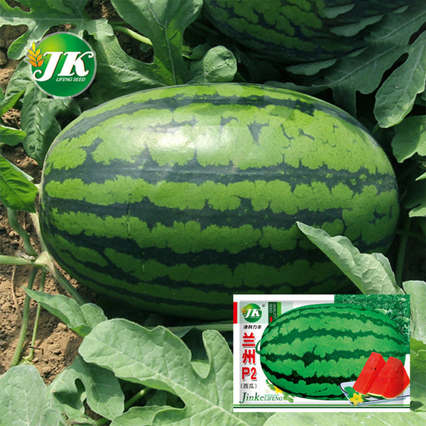 'Lanzhou P2' Sweet Watermelon Seeds