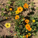 Mixed Colors Namaqualand Daisy Seeds, 1g