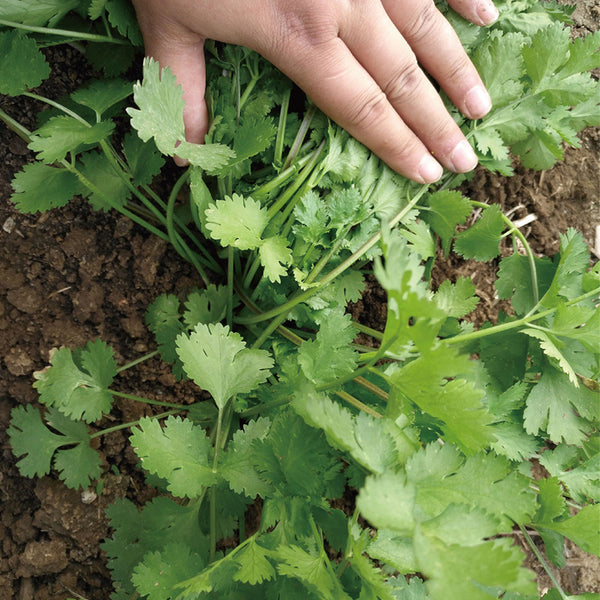 Heat-Tolerant Cilantro Seeds, 20g