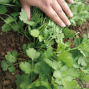 Heat-Tolerant Cilantro Seeds, 20g