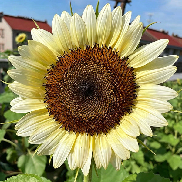 White Lover Sunflower, 20 Seeds