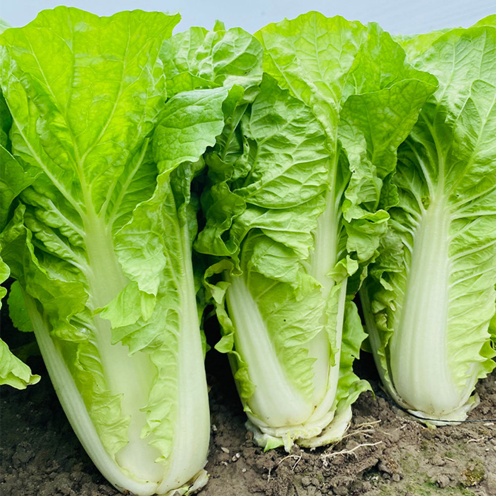 All-season Fast-growing Bok Choy