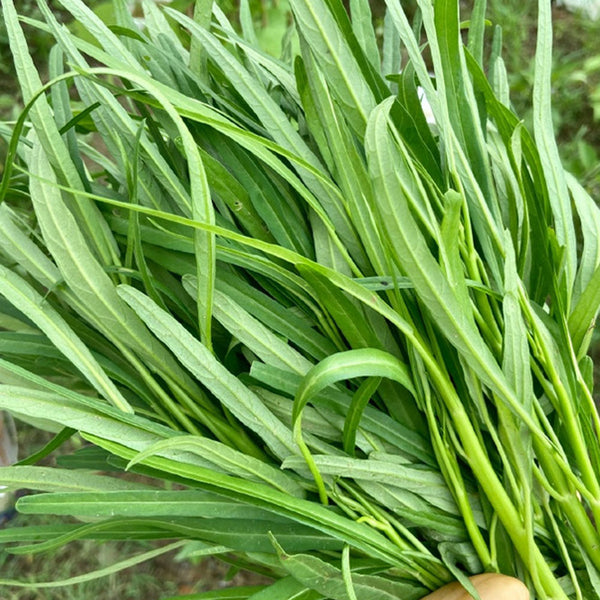 'Jiemei' Green-Stem Water Spinach Seeds, 20g