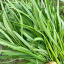 'Jiemei' Green-Stem Water Spinach Seeds, 20g