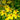 Spanish Needles, 200 Seeds