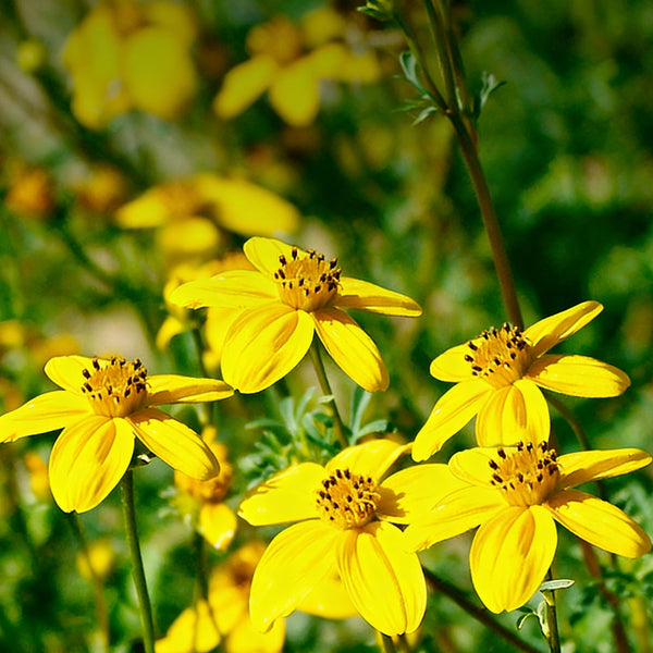 Spanish Needles, 200 Seeds