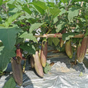 Yu Bamboo-Silk Eggplant No.881 Seeds, 8g