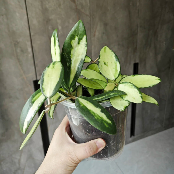 Hoya parasitica 'Variegated In', 3 Cuttings