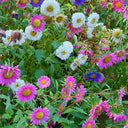 Hezhichun Mixed Color China Aster Seeds, 1g