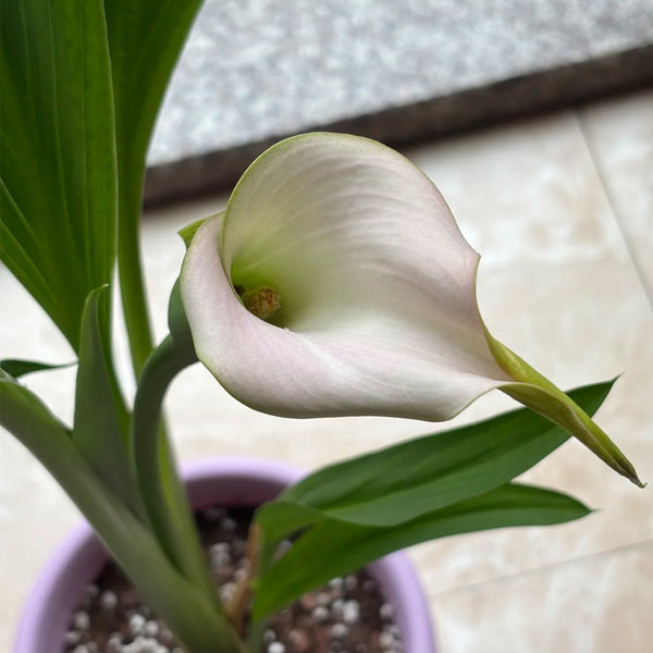 'Sweet Art' Calla Lily, 16/18cm Circumference, 1 Bulb