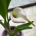 'Sweet Art' Calla Lily, 16/18cm Circumference, 1 Bulb