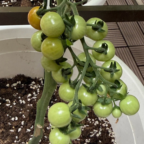 Dwarf Yellow Potted Cherry Tomato, 100 Seeds