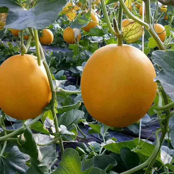 Hongyu Sweet Melon Seeds, 20 Seeds