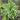 Garden Lovage, 100 Seeds
