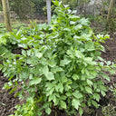 Garden Lovage, 100 Seeds