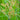 Nutgrass Seeds, 1g