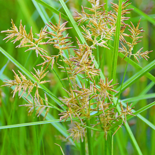 Nutgrass Seeds, 1g