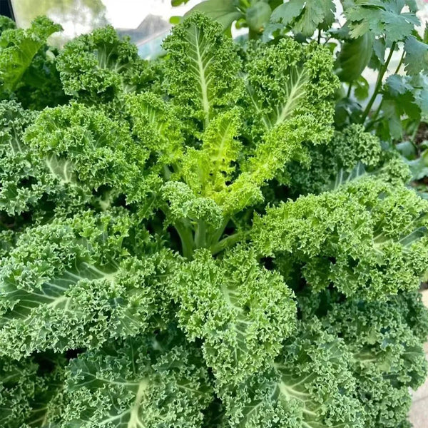 Curly Kale Seeds, 200 Seeds