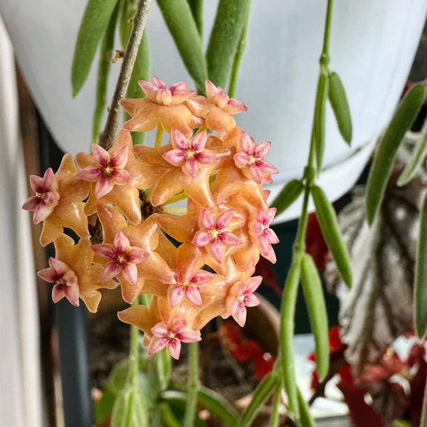 Hoya fitchii, 5 Cuttings