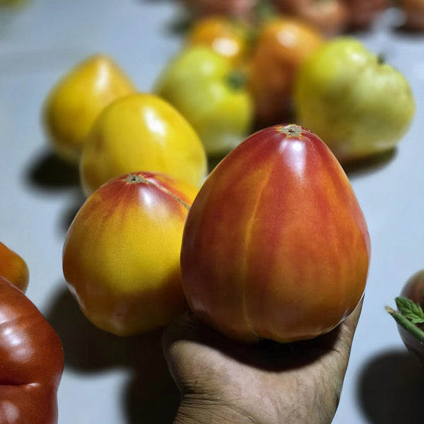 782 Bi-Color Stretch Oxheart Tomato, 5 Seeds