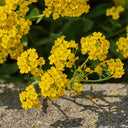 Mountain Alyssum, 500 Seeds