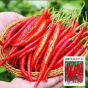 Erjingtiao Pepper Seeds, 1g