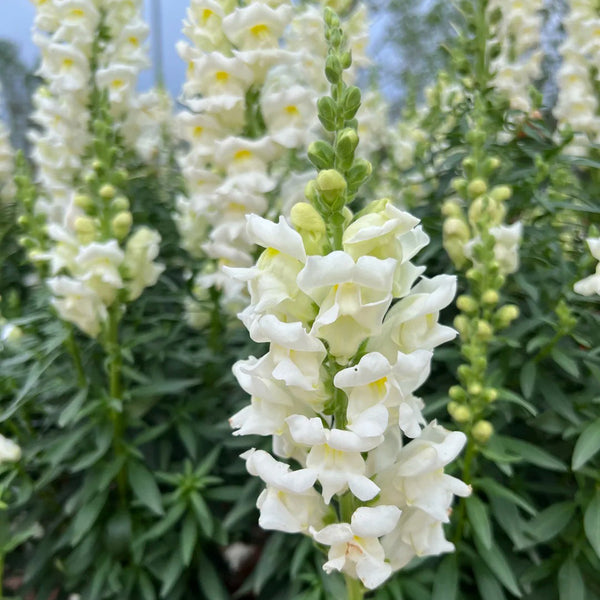 Madame Butterfly White Snapdragon, 1000 Seeds