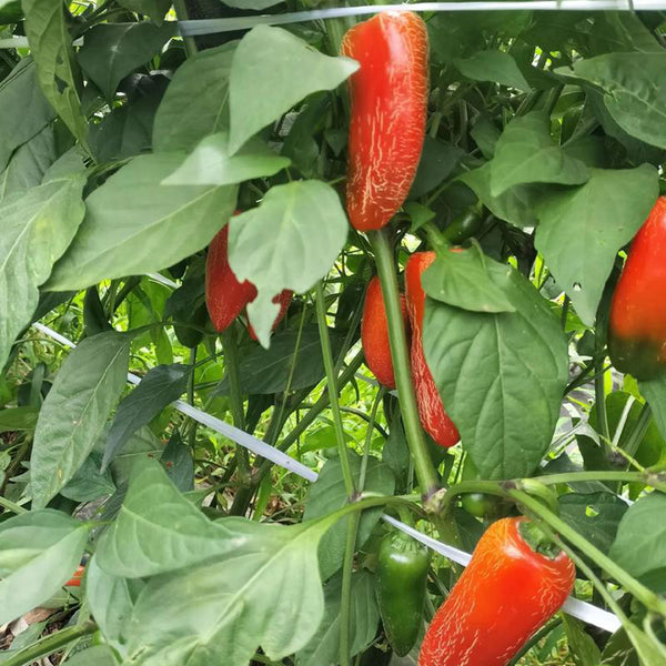 Sausage Pepper Seeds, 0.3g