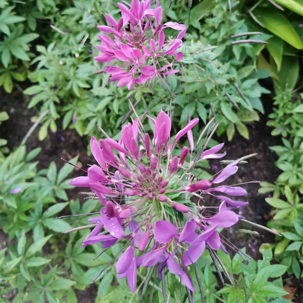 Purple Spider Flower Seeds, 200 Seeds