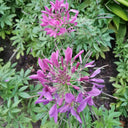 Purple Spider Flower Seeds, 200 Seeds