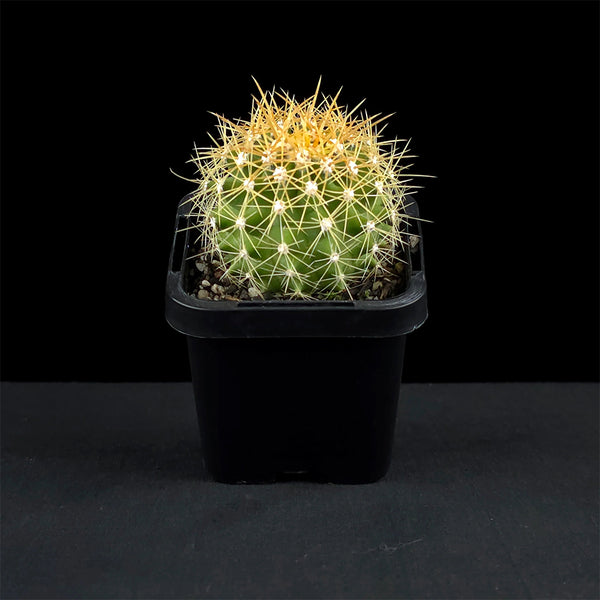 Ferocactus schwarzii, 3-4cm