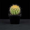 Ferocactus schwarzii, 3-4cm
