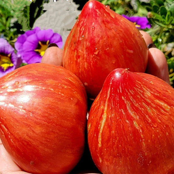 Strawberry Sorbet F7 Tomato, 5 Seeds