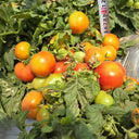 842 Micro Hockey Puck Tomato, 5 Seeds