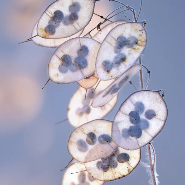 Silver Dollar Plant, 50 Seeds