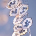 Silver Dollar Plant, 50 Seeds