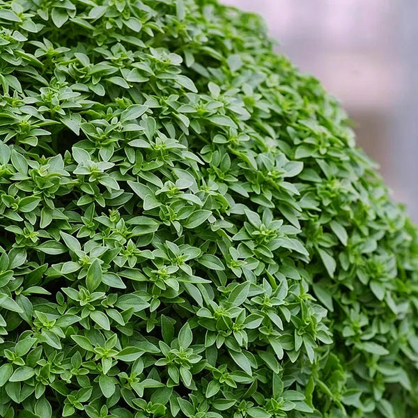 Aristotle Basil, 100 Seeds