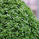 Aristotle Basil, 100 Seeds