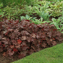 Purple Palace Heuchera, 20 Seeds