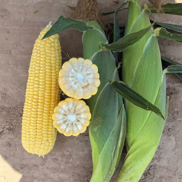 Zhongnong Tian No.488 Super Sweet Fruit Corn, 50 Seeds