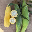 Zhongnong Tian No.488 Super Sweet Fruit Corn, 50 Seeds
