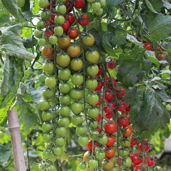 Pearl Falls No. 2 Tomato, 20 Seeds