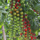 Pearl Falls No. 2 Tomato, 20 Seeds