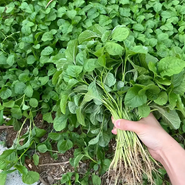 'Alishan' White Amaranth Seeds, 10g