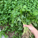 'Alishan' White Amaranth Seeds, 10g