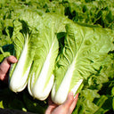 'Jiemei' Fast-growing Bok Choy Seeds, 10g