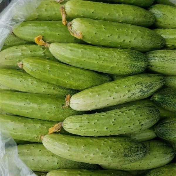 'Superior' Classic Fruit Cucumber Seeds, 3g